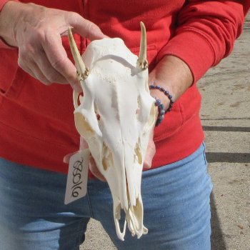 Spike Buck Deer Skull with 2" Horns 