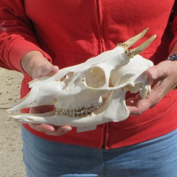 Spike Buck Deer Skull with 2" Horns 