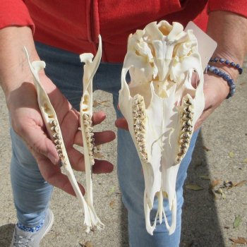 Spike Buck Deer Skull with 2" Horns 