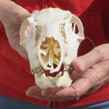  Whitetail Deer Skull (Doe) with Bottom Jaw