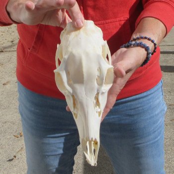  Whitetail Deer Skull (Doe) with Bottom Jaw