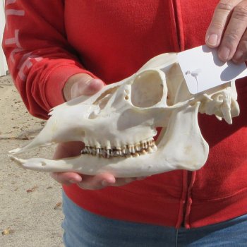  Whitetail Deer Skull (Doe) with Bottom Jaw