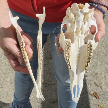 Whitetail Deer Skull (Doe) with Bottom Jaw