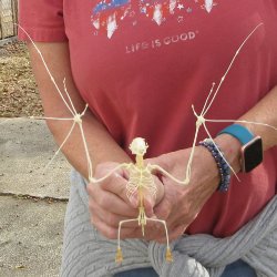 Eonycterus Spelaea ...