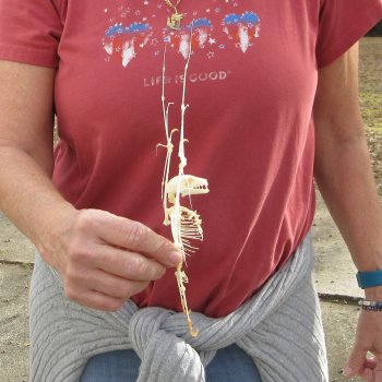 Eonycterus Spelaea open wing Bat Skeleton