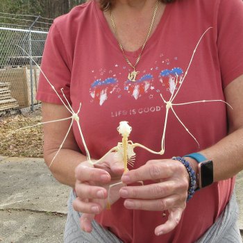 Eonycterus Spelaea open wing Bat Skeleton