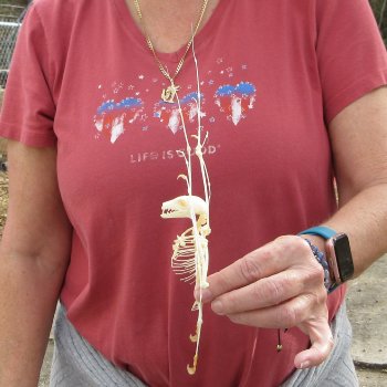 Eonycterus Spelaea open wing Bat Skeleton