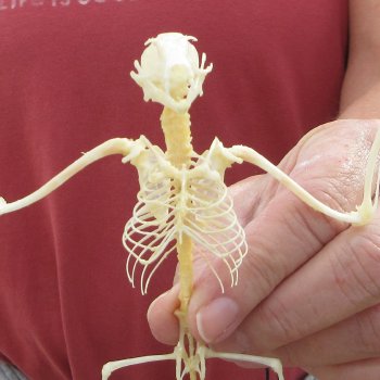 Eonycterus Spelaea open wing Bat Skeleton