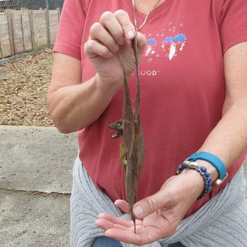 Preserved C.Sphinx Bat with open wings 