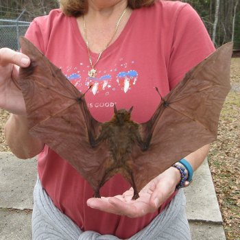 Preserved C.Sphinx Bat with open wings 