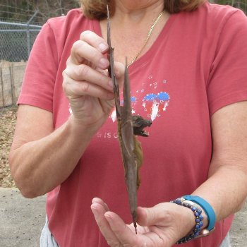 Preserved C.Sphinx Bat with open wings 