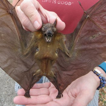 Preserved C.Sphinx Bat with open wings 