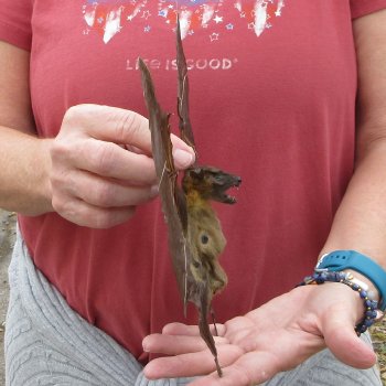 Preserved C.Sphinx Bat with open wings 