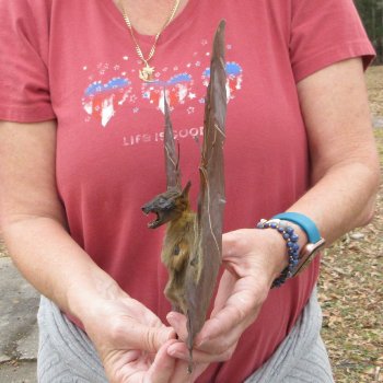Preserved C.Sphinx Bat with open wings 