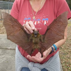 Preserved C.Sphinx ...