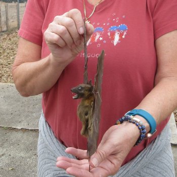 Preserved C.Sphinx Bat with open wings 