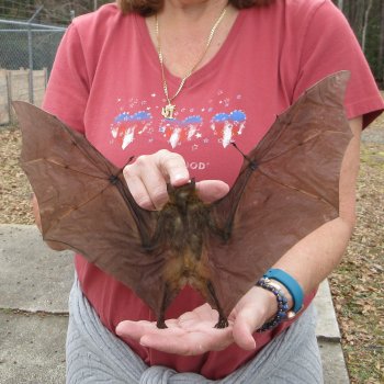 Preserved C.Sphinx Bat with open wings 