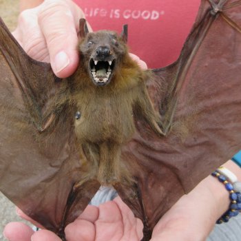 Preserved C.Sphinx Bat with open wings 