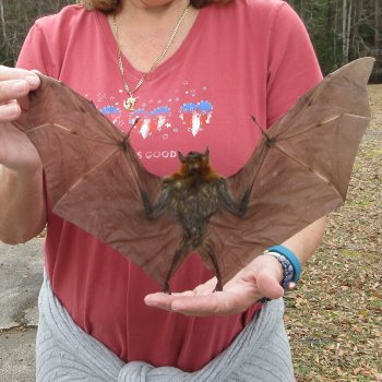 Preserved C.Sphinx Bat with open wings 