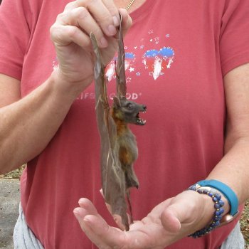 Preserved C.Sphinx Bat with open wings 