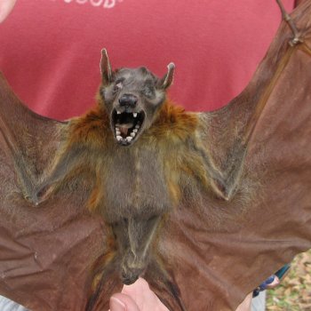 Preserved C.Sphinx Bat with open wings 