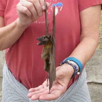 Preserved C.Sphinx Bat with open wings 