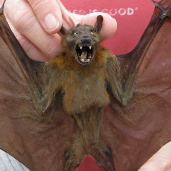 Preserved C.Sphinx Bat with open wings 