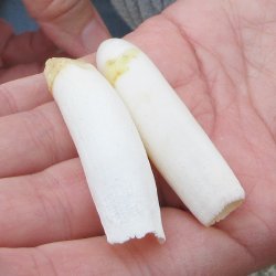 Two piece Alligator...