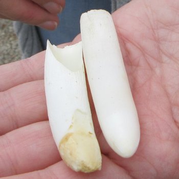 Two piece Alligator Teeth 2-1/2" to 2-7/8"