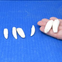 Six piece Alligator...