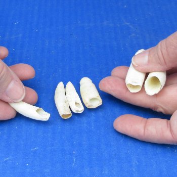 Six piece Alligator Teeth 1-1/2" to 1-7/8"