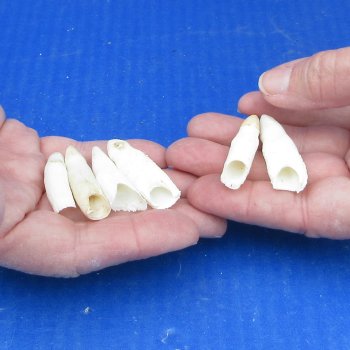 Six piece Alligator Teeth 1-1/2" to 1-7/8"