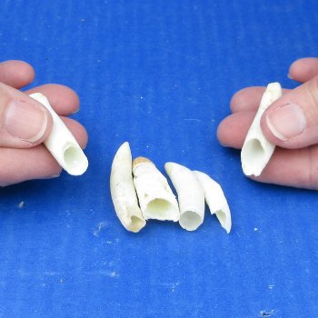 Six piece Alligator Teeth 1-1/2" to 1-7/8"