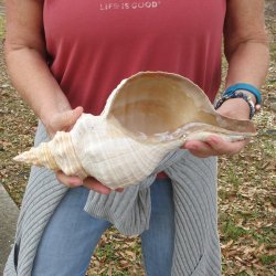 14 inch Horse Conch