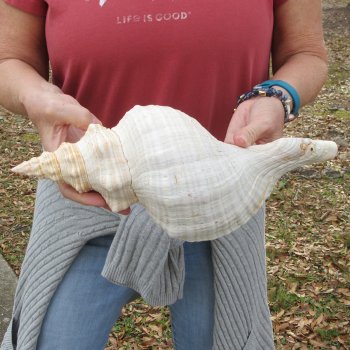 14 inch Horse Conch 