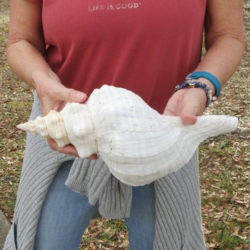 14 inch Horse Conch 