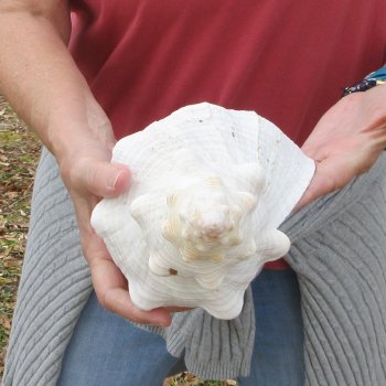 14 inch Horse Conch 