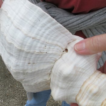 14 inch Horse Conch 