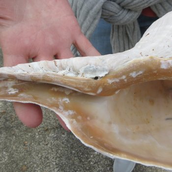 14 inch Horse Conch 