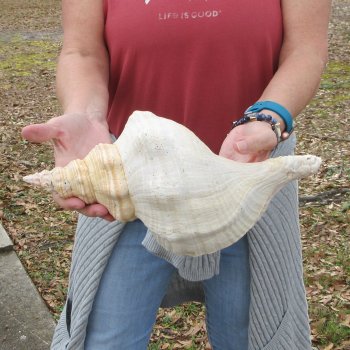 14 inch Horse Conch 