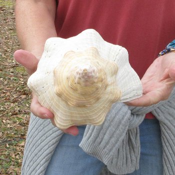 14 inch Horse Conch 
