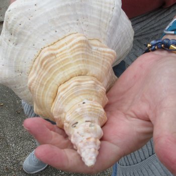 14 inch Horse Conch 