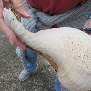 14 inch Horse Conch 