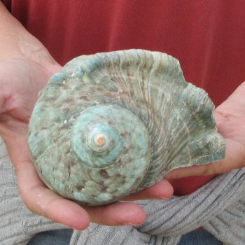 5 inch Turbo Marmoratus