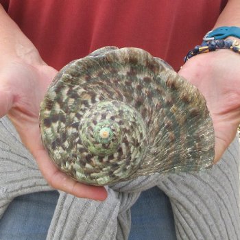 5 inch Turbo Marmoratus