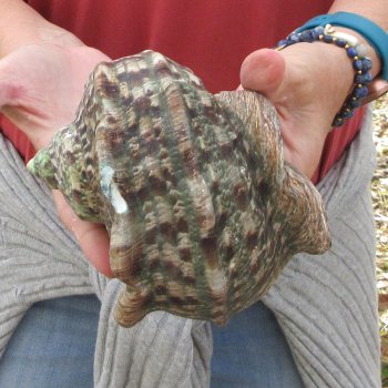 5 inch Turbo Marmoratus