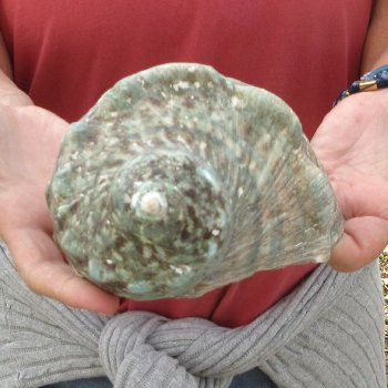 5 inch Turbo Marmoratus