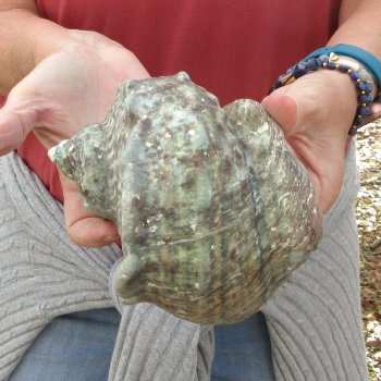 5 inch Turbo Marmoratus