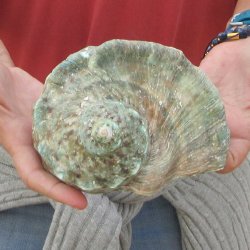 5 inch Turbo Marmor...