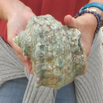 5 inch Turbo Marmoratus